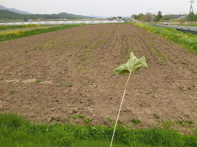 CIMG8500.JPG