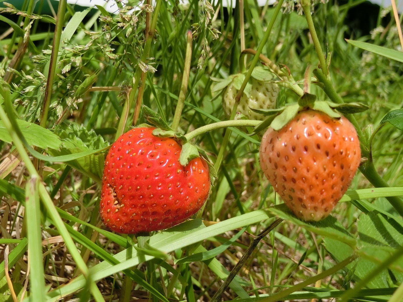 イチゴの検索 富良野ｋａｎｏ ｆａｒｍ